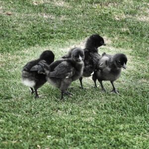 Kadaknath Chicks