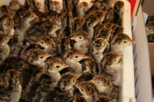 Guinea Fowl Chicks
