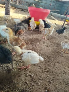 Sonali Breed Chicks