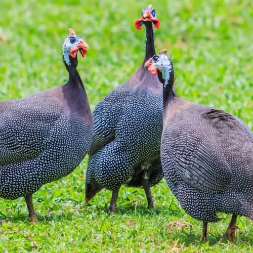 Guinea-Fowl-3
