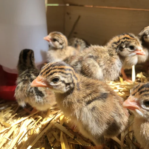 day-old-guinea-keets (1)