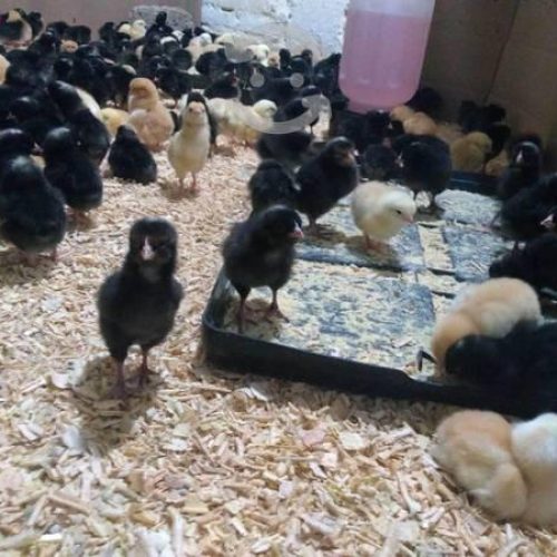 dp cross day old chicks