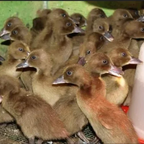 duck one month khaki-campbell-duck-chicks-500x500