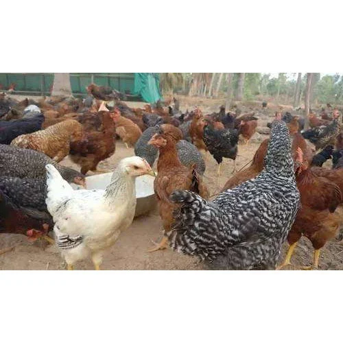 giriraja-chicks-one-year-old-500x500