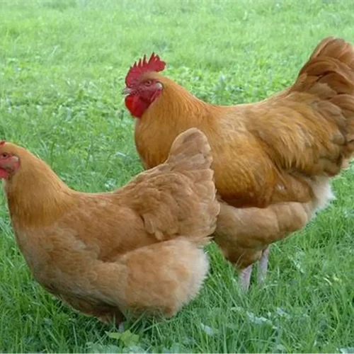 gramapriya adult