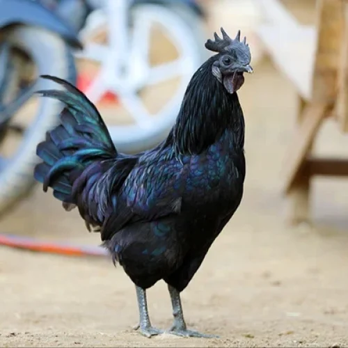 kadaknath audlt-500x500
