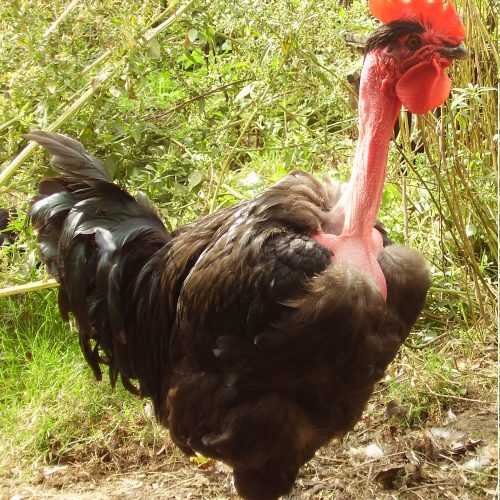 naked_neck_chickens_vlad_exploring_in_the_weeds