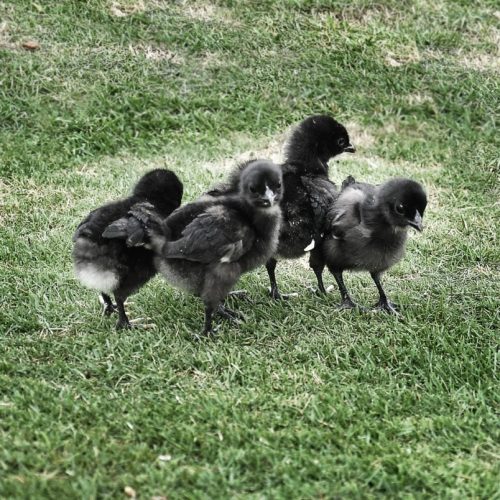 newborn-chicks-main-page-804x804