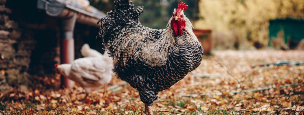 A striking rooster stands proudly on a farm covered in autumn leaves, displaying vibrant plumage.