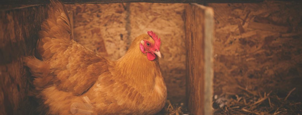 Close-up of a hen sitting in a rustic wooden barn nest with two eggs.
