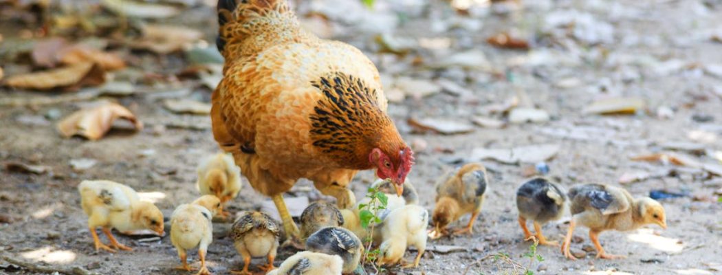 Mother hen and her chicks feeding on a farm ground, showcasing natural behavior.