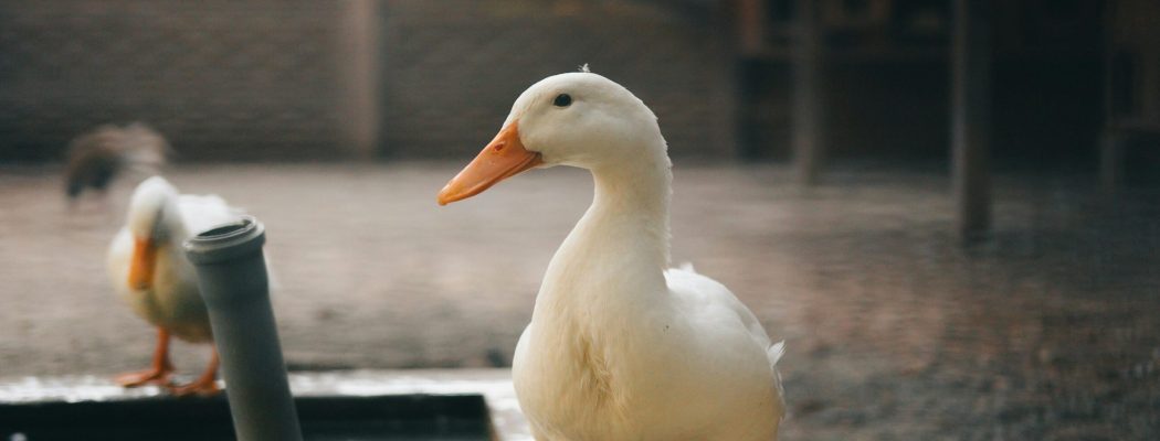 White duck on a farm near water with a blurred background, creating a serene atmosphere.