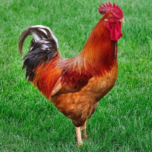 rir adult