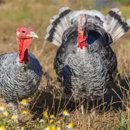 turkey adult