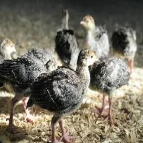 turkey-month-old-chicks-500x500